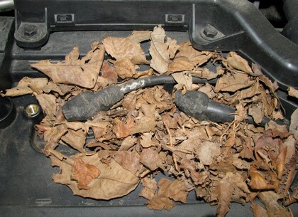 Vysokonapěťové kabely - Když je hlad, nepohrdnou nevítaní nájemníci ani vysokonapěťovými kabely.  