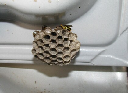 Milovníci turistiky - Pozor na žihadlo !!!  